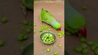sweet parrot eating fruit 🍓🍑 #parrot #talkingparot #shortvideo #shorts