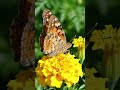 How does butterfly pollinate? #facts #sciencefacts #study #viral #shorts #education #botany #biology