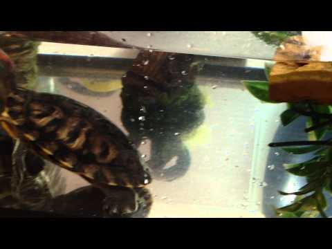 How to care for terrapins