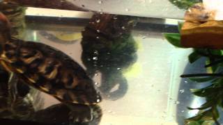 How to care for terrapins