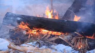 Woodlore Winter Bushcraft in the Northern Forest with Ray Mears