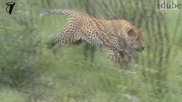 Male Leopard Chases Squirrel, Bird