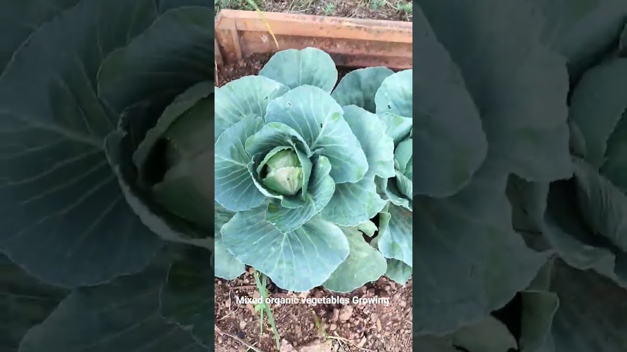 Mixed organic vegetables growing #naturalfarming #organicfarming