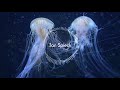 Jan Spieck - Jellyfish (Original Musics)