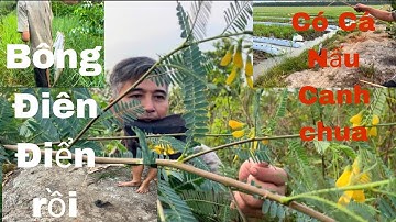 Buổi Sáng Đi Thăm Câu Trúng Mánh Mớ Bông Điên Điển. Về Nấu Canh Chua Cá Lóc , Cá Trê