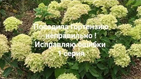 Заглубила корневую шейку у гортензии .Неожиданный результат 1 серия