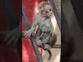 Monkey #shorts #youtubeshorts