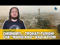 Chernobyl : trovati funghi che "mangiano" radiazioni