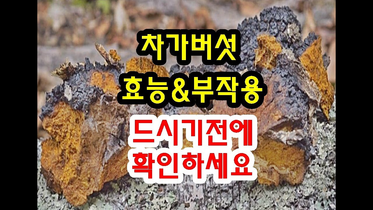 차가버섯효능과 부작용 드시기전에 확인하세요~