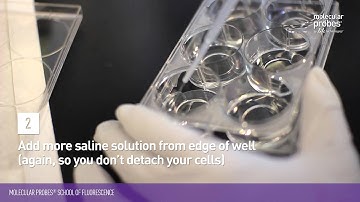 Wash – Molecular® Probes School of Fluorescence
