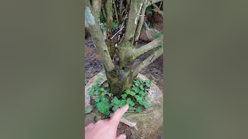 Bán cây chè xanh cổ thụ đã dưỡng đảm bảo 0977973535