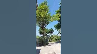SW STATUS WHATSAPP STORY WA SHORT VIDEO 20