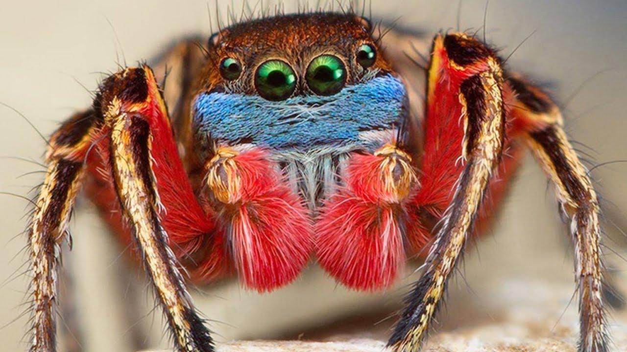 Самые самые паукообразные. Паук-Павлин (Maratus volans). Скакунчик Тарантул. Паук скакунчик красный. Паук скакунчик Павлин.