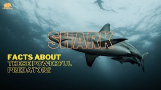 5 Surprising Facts About Sharks: Learn More About These Fascinating Creatures