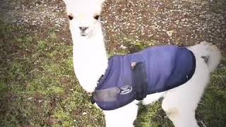 Baby alpacas 2020 at Hensting Alpacas by Alpaca Walking Hensting Alpacas 432 views 3 years ago 2 minutes, 46 seconds