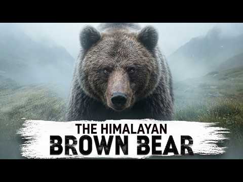 In the Shadow of Extinction: The Himalayan Brown Bear