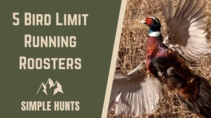 Running Roosters | Pheasant Hunting in Colorado @ Rocky Mountain Roosters with my American Brittanys