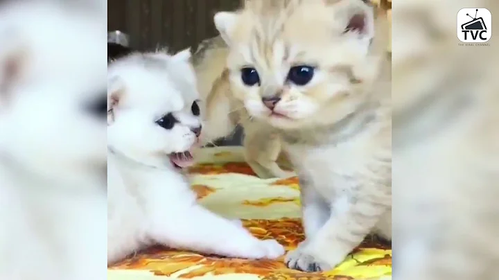 Watch the video about Adorable Kittens Funny Videos Compilation - Adorable Baby Cats