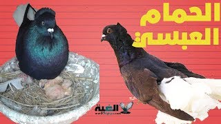 مواصفات الحمام العبسي المستوي العالي القياسية#الغية#العمدة