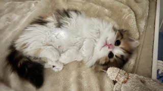 【お迎え初日】控えめに言って天使がやってきた。【子猫】