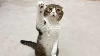 🐈ご飯が欲しくて深夜に話しかけてくる猫【デブ活】【チートDAY】