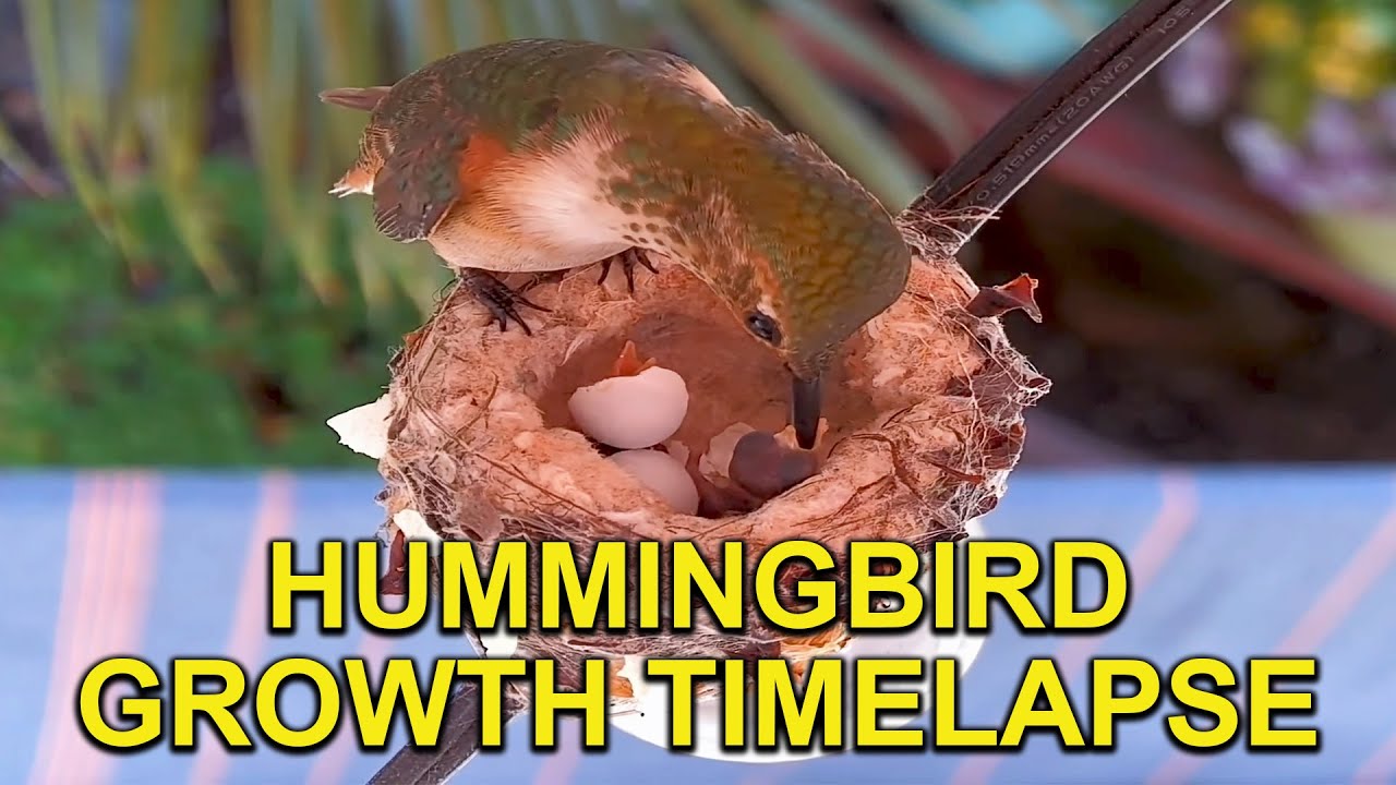 Hummingbird Babies TIMELAPSE: 24 Days in 2 Minutes - YouTube