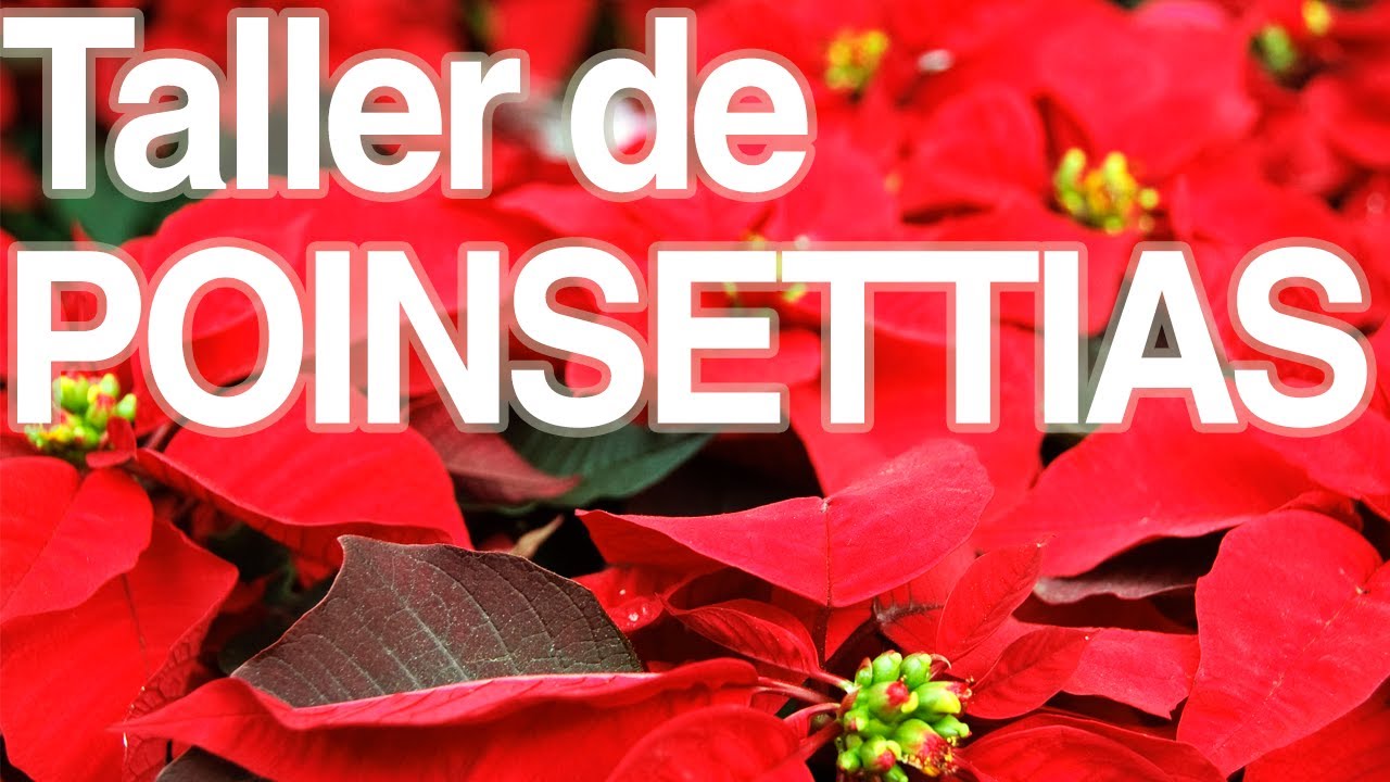 Cómo cultivar la Poinsettia o Flor de navidad - YouTube