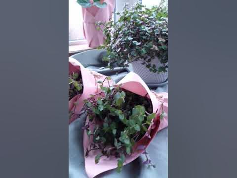 Каллизия бьянка ОБЗОР - YouTube