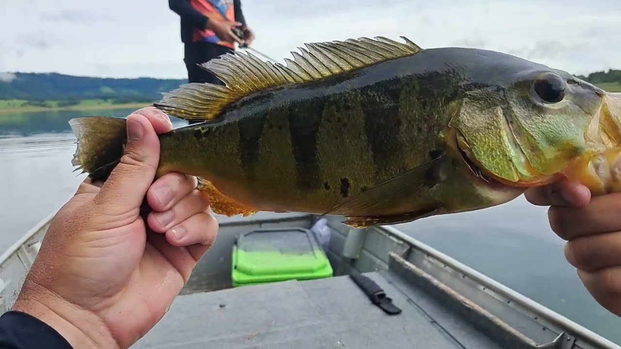 Muita chuva, porém muita ação de peixes, tucunaré,  traira e piranha