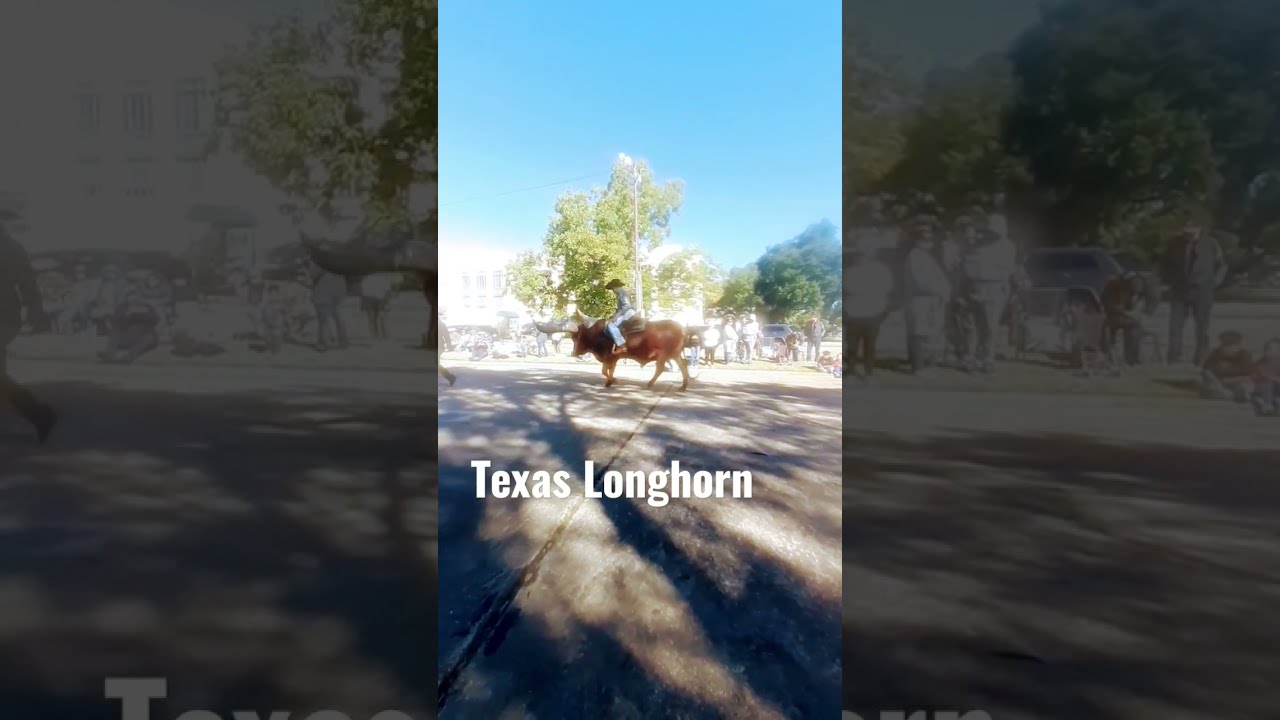 Small Town Longhorn Texas Parade