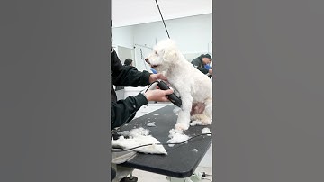 How to shave a dogs leg #grooming