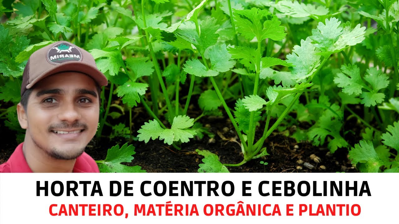 Coentro e Cebolinha: Canteiro, preparo do substrato, esterco e como ...