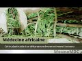 Cette plante aide  se dbarrasser desenvoutement inconnu mdecine africaine ibrahim cisse
