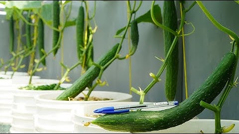 How to Grow Japanese thorny Cucumbers fruit all year round