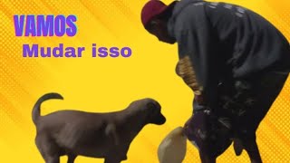 Alimentando Cachorros De Ruas 