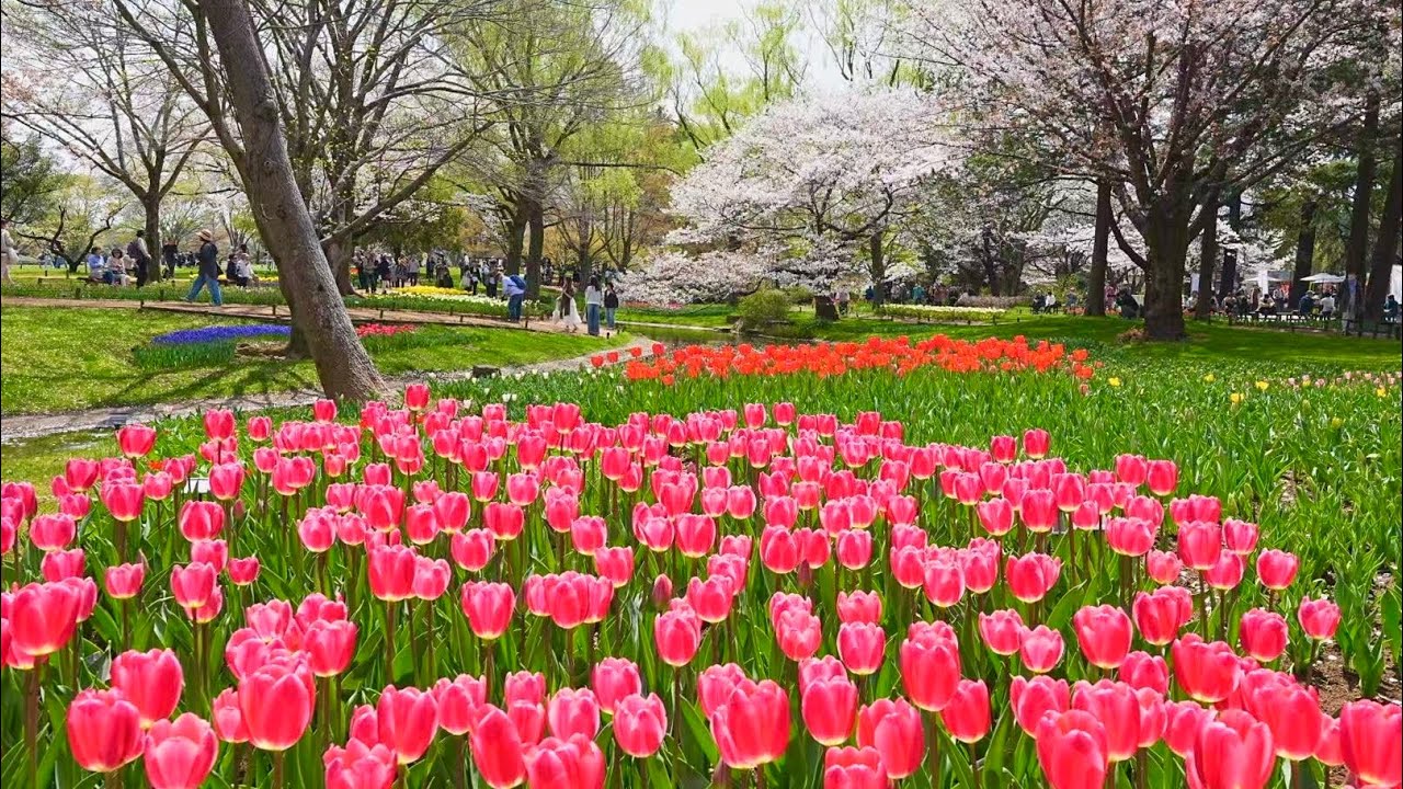【東京の春】昭和記念公園 空と大地を染める桜✕チューリップ★菜の花　2025.04.07