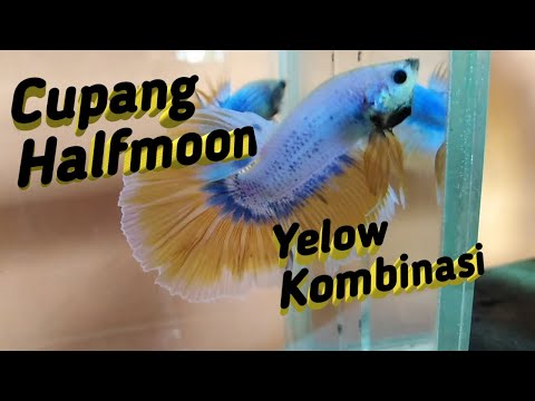 Cupang Halfmoon Yelow Kombi Youtube