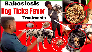 Dog Tick Removal Treatment at Home || Dog Tick Fever (Babesiosis) Full Treatment Guide | Dog Tick