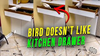 Bird Picking Up Everything in a Kitchen Drawer and Throwing It Out