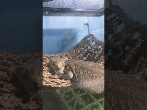 Lizard sleeping #cute #shorts #pets #lizards #beardeddragon #shortsvideo #reptiles
