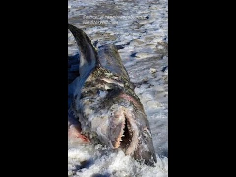 Frozen shark found on Cape Cod beach