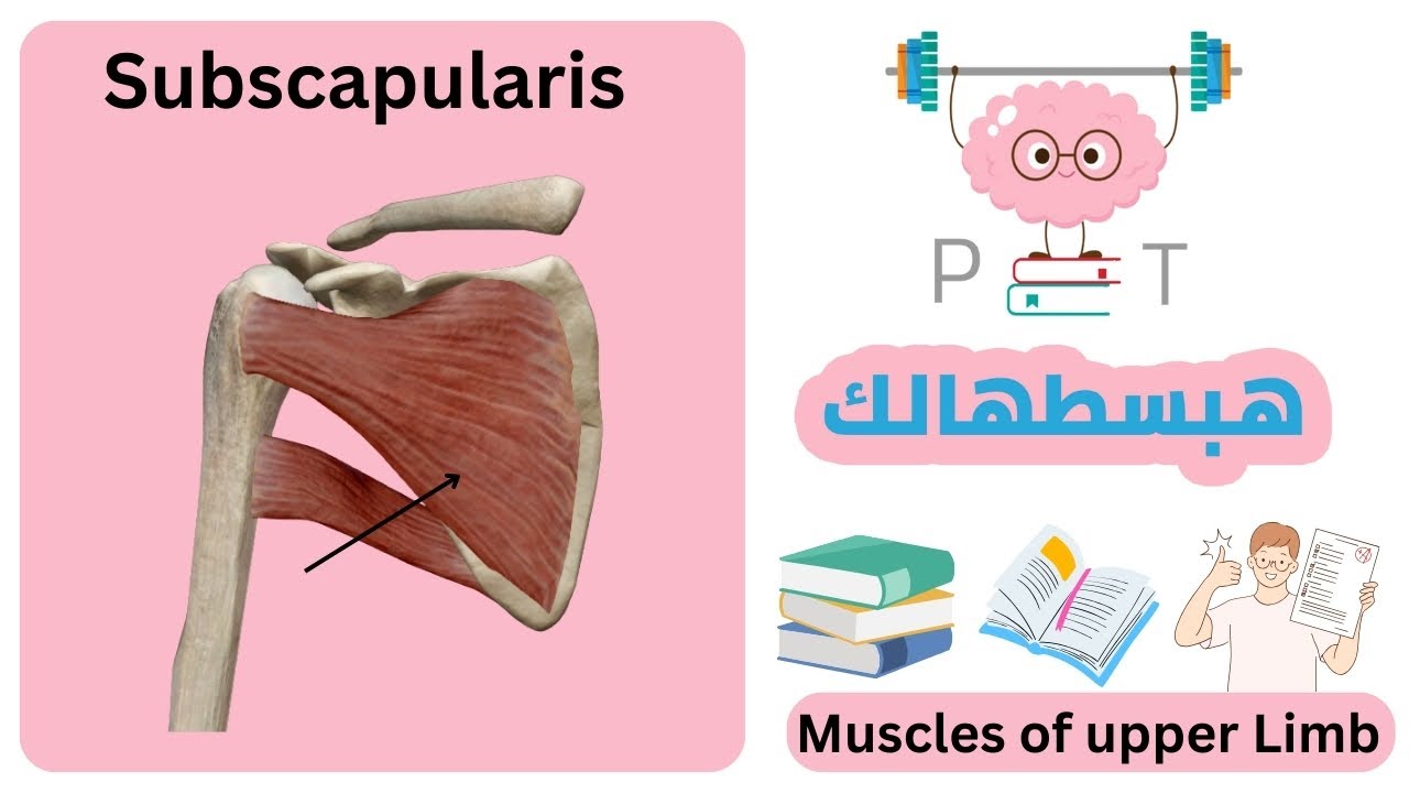 subscapularis muscle #upper_limb_هبسطهالك