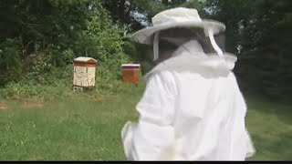 Bees And Spotted Lanternflies