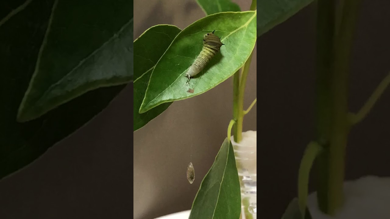 アゲハ飼育日誌1947 第3の寄生虫 蛹にも顔 謎の突然死 趣味のアゲハ館