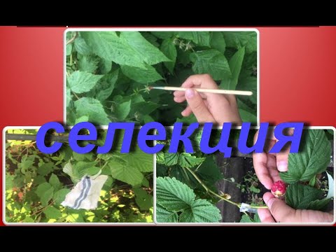 Селекция. Как скрещивать