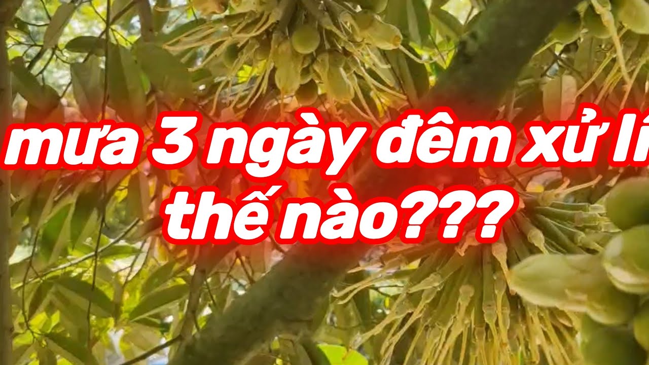 giải pháp xử lí giai đoạn xổ nhụy gặp mưa dầm để giữ đc trái nhiều chạy trái tròn đẹp