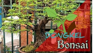 Cara Jitu Tanam Asem Jawa Hasil Dongkel Tanpa Perangsang Akar Youtube