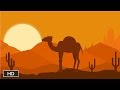 Camel Adaptations Quiz