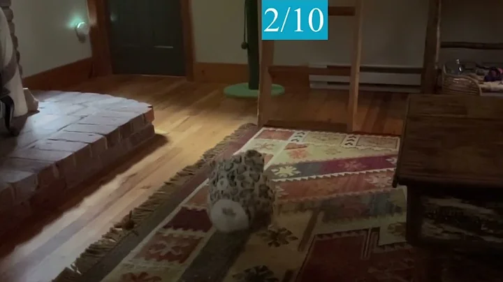 Rating Squishmallows by bounces