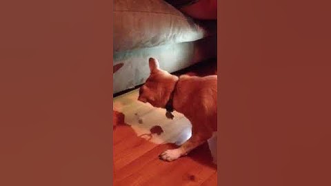 Dog vs. sticky tape